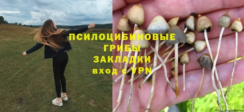 где купить наркоту  Курлово  Галлюциногенные грибы Magic Shrooms 